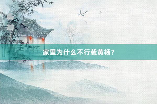 家里为什么不行栽黄杨？